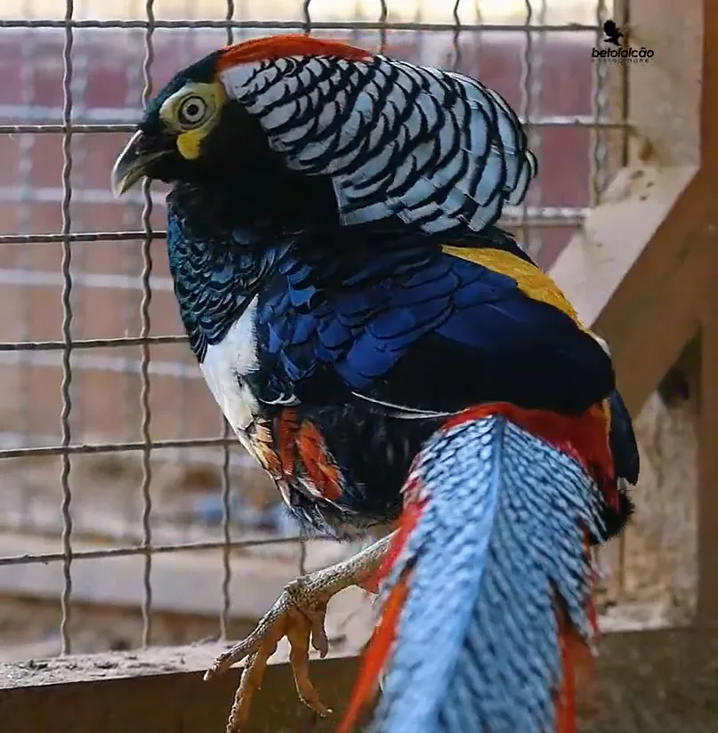 Aves raras e ornamentais