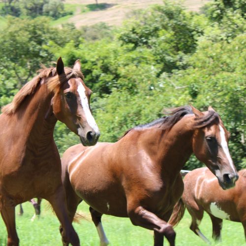 Cavalos Mangalarga 