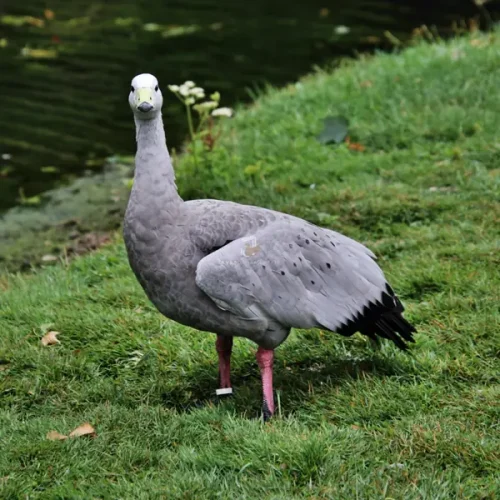 Ganso Cereopsis