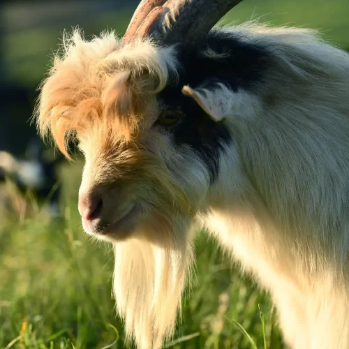 Mini- Cabras