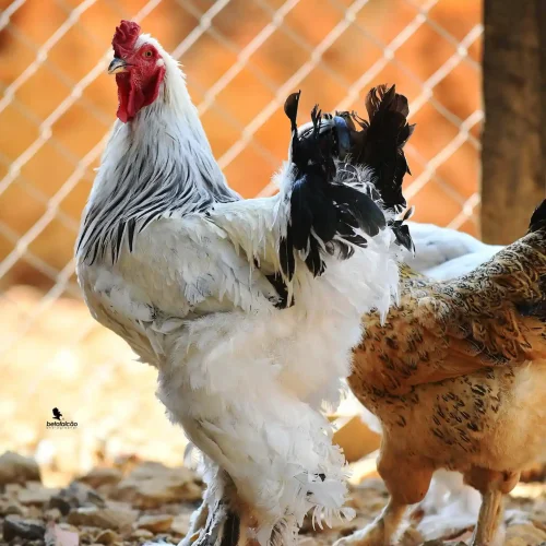 Galinha Brahma