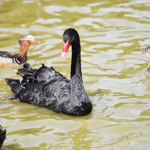 Cisne Negro 