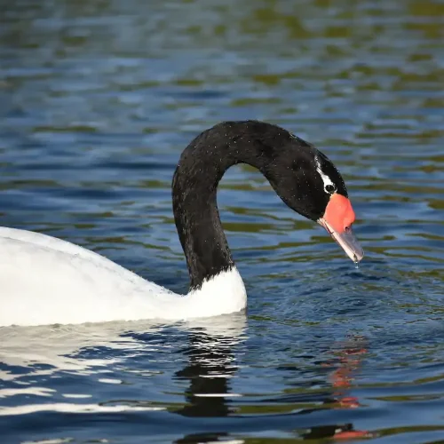 Cisne Pescoço preto