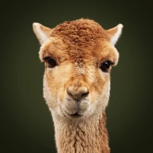 Alpacas