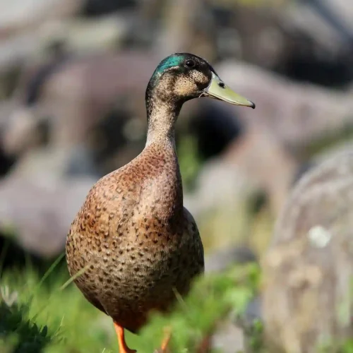 Marreco cayuga