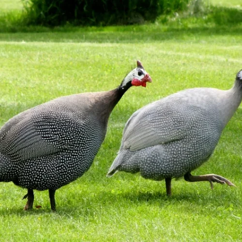 Galinhas de Angola