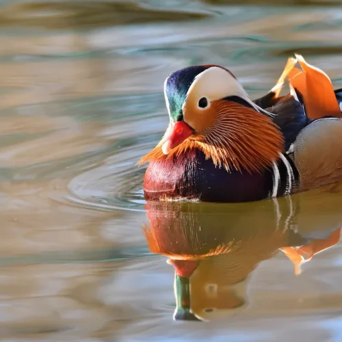 Marreco Mandarim