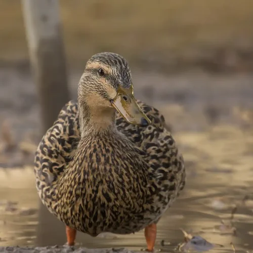 Marreco Mallard