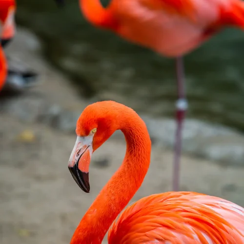 Flamingo